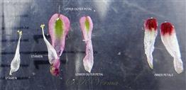  Parts of flower